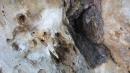 <img130*0:stuff/lin-deadtreebark.jpg>