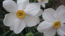 <img130*0:stuff/lin-narcissus1.jpg>