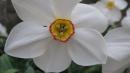 <img130*0:stuff/lin-narcissus2.jpg>