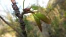 <img130*0:stuff/lin-newleaves.jpg>