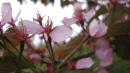 <img130*0:stuff/lin-sakura4.jpg>