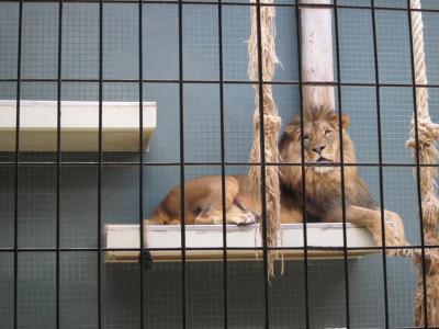 <img0*300:stuff/lion.jpg>