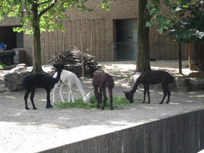 <img0*300:stuff/llamas_llama.jpg>