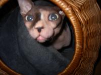 <img200*0:stuff/lm_comp7.jpg>