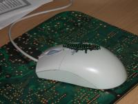 <img200*0:stuff/lobsang_paerlcroc1.jpg>