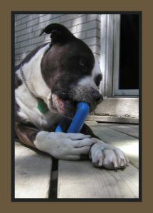 <img0*300:stuff/loki%20chewy.jpg>