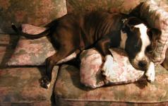 <img0*150:stuff/loki%20the%20couch-dog.jpg>