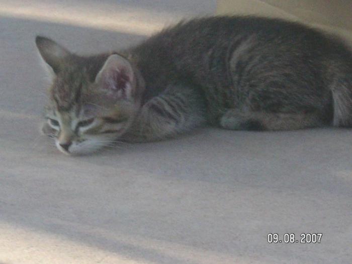 <img700*0:stuff/lolkitty.jpg>