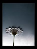 <img150*0:stuff/longingforthesun%20copy.jpg>