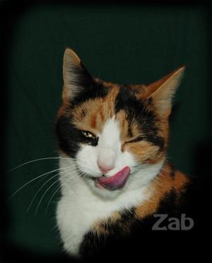 <img300*0:stuff/lonnnnna.jpg>