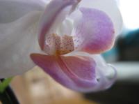 <img200*0:stuff/macro%20orchid%200.1.jpg>
