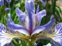 <img200*0:stuff/macroIris.rsz.jpg>