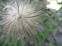 <img200*0:stuff/macroSeeds.rsz.jpg>