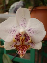 <img200*0:stuff/mal_wieder_blumen%20023.jpg>