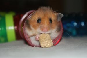 <img300*0:stuff/male_hamster_facing_viewer_eating.jpg>