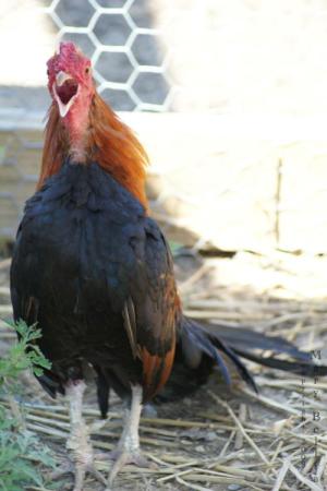 <img300*0:http://elftown.heddate.com/stuff/male_rooster_full_body.jpg>