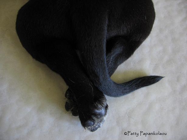 <img:stuff/martpaws.jpg>