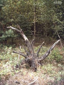 <img250*0:stuff/mastbos10.jpg>