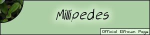 <img:stuff/millipedes.jpg>