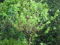 <img0*150:stuff/mini_tree.jpg>