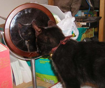 <img400*0:stuff/mirror%20mirror%201a.jpg>