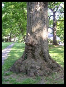 <img250*0:stuff/mirtree1.jpg>