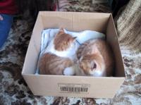 <img200*0:stuff/mittens%20in%20box.jpg>