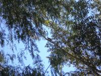 <img200*0:stuff/mm%20kookaburra.jpg>