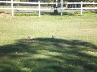 <img200*0:stuff/mm%20my%20house%20019.jpg>