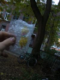 <img200*0:stuff/mm_squattree.jpg>