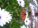<img0*100:stuff/monarch1.jpg>