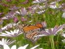 <img0*100:stuff/monarch3.jpg>