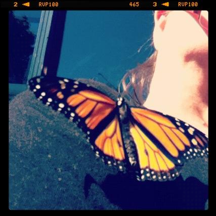 <img0*427:stuff/monarchbutterfly.jpg>