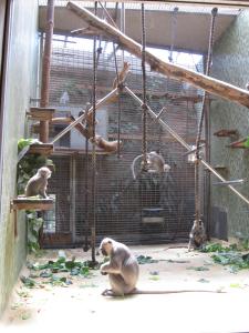 <img0*300:stuff/monkeys_monkey.jpg>