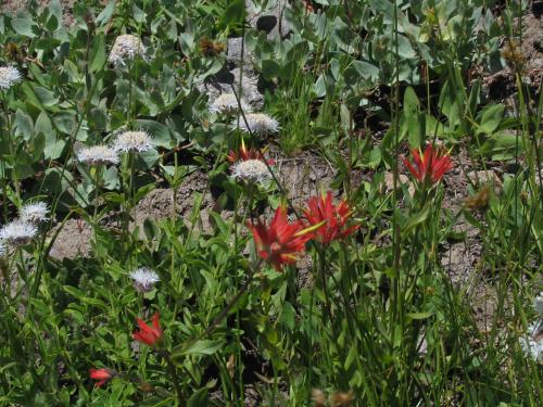 <img500*0:stuff/msindianpaintbrush.jpgS.jpg>