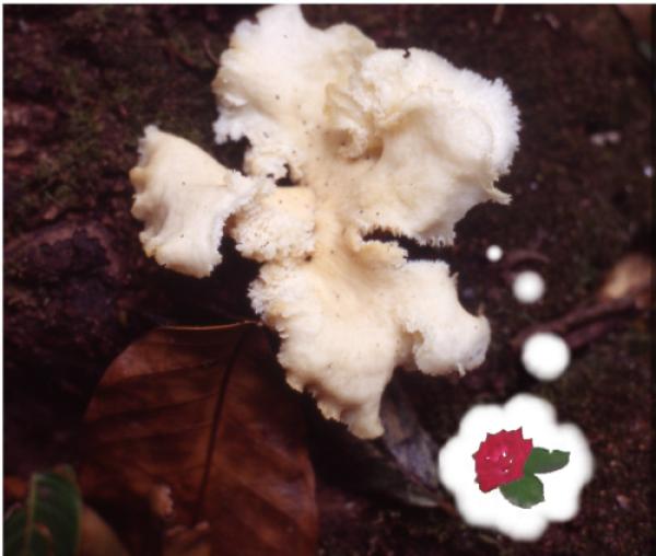 <img600*0:stuff/msshroomdreams.jpg>