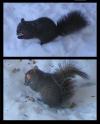 <img100*0:stuff/my%20squirrels.jpg>