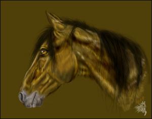 <img300*0:stuff/mylovleyhorserunning.zab.jpg>