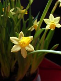 <img200*0:stuff/narzissen%20010.jpg>