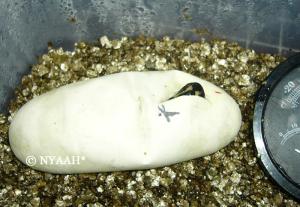 <img300*0:stuff/nase2.jpg>