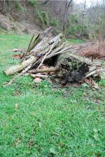 <img150*0:stuff/naturejunkv.jpg>