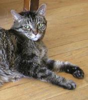 <img0*200:stuff/neko%20face.jpg>