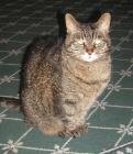 <img0*140:stuff/neko%20owl.jpg>