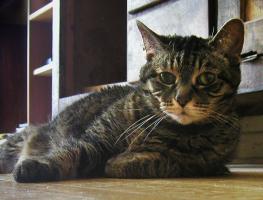 <img0*200:stuff/neko%20whatlook%20cu.jpg>