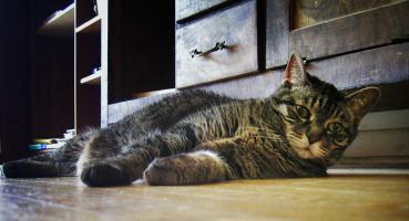 <img0*200:stuff/neko%20whatlook.jpg>