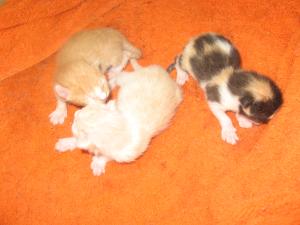 <img300*0:stuff/newkittens.jpg>