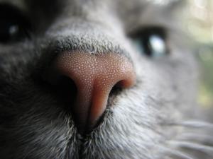 <img300*0:http://elftown.heddate.com/stuff/noseedit.jpg>