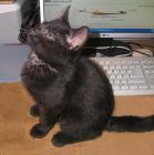 <img0*140:stuff/on%20desk%203a.jpg>