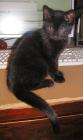 <img0*140:stuff/on%20desk%204a.jpg>