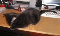 <img0*140:stuff/on%20desk%205a.jpg>